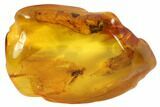 Detailed Fossil Fly (Diptera) In Baltic Amber #90801-1